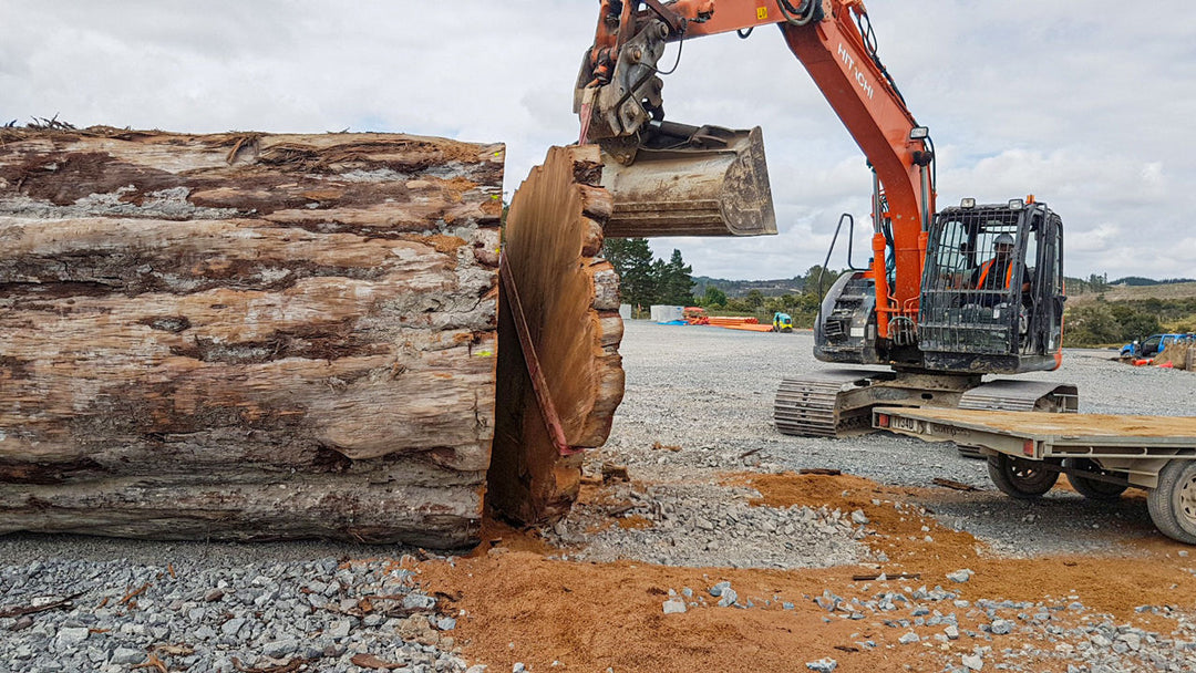 Ancient Kauri Trees Capture Last Collapse of Earth’s Magnetic Field
